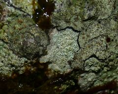 Lecanora strobilina