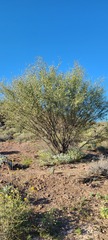 Parkinsonia florida