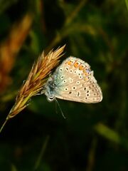 Polyommatus icarus