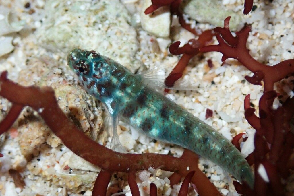 Green bubble goby (Eviota prasina) — Gobiidae