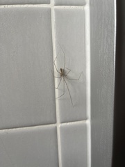 Pholcus phalangioides