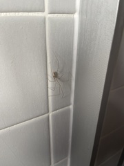 Pholcus phalangioides