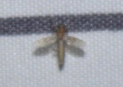 Chaoborus punctipennis