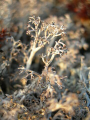 Cladonia rangiferina