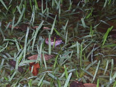 Rhinophrynus dorsalis