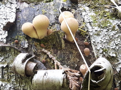 Apioperdon