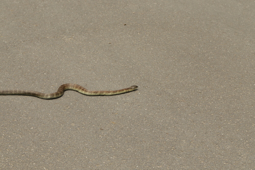 Tiger Snake sighting