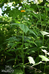 Sclerocarpus divaricatus