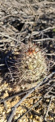 Mammillaria hutchisoniana