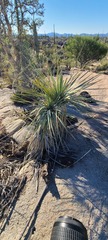 Nolina bigelovii