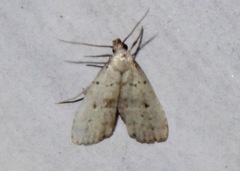 Hypenodes fractilinea