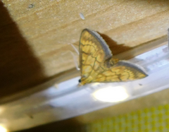 Ecpyrrhorrhoe rubiginalis