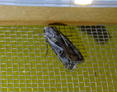 Agrotis vestigialis