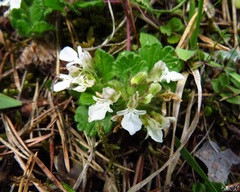 Teucrium pyrenaicum