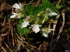 Teucrium pyrenaicum