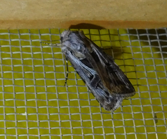 Agrotis vestigialis