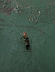 Pseudomyrmex boopis