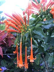 Pyrostegia