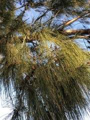 Casuarina