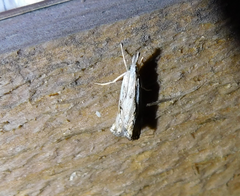 Catoptria falsella