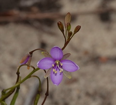 Heliophila subulata