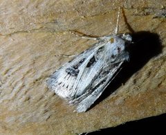 Agrotis vestigialis
