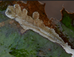 Coptotriche marginea