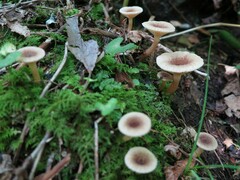 Lactarius griseus