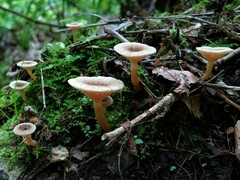 Lactarius griseus