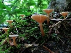 Lactarius griseus