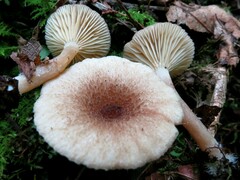 Lactarius griseus