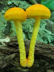 Cyptotrama chrysopepla