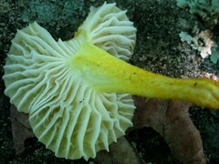 Cyptotrama chrysopepla