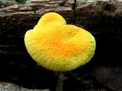 Cyptotrama chrysopepla