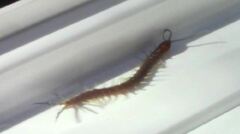 Scolopendra alternans