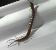 Scolopendra alternans