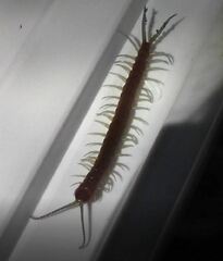 Scolopendra alternans