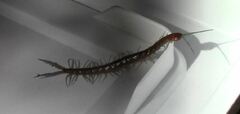 Scolopendra alternans