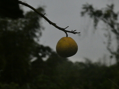 Citrus paridisi