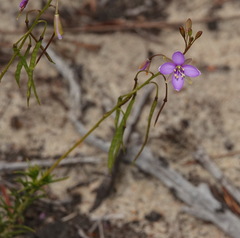 Heliophila subulata
