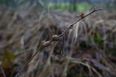 Lasioptera rubi