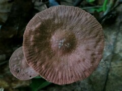 Collybiopsis subnuda