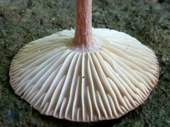 Collybiopsis subnuda