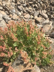 Rumex vesicarius