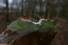 Coptotriche marginea