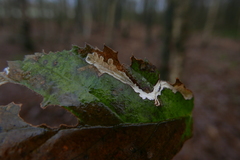 Coptotriche marginea