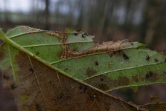 Coptotriche marginea