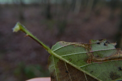 Coptotriche marginea