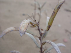 Salix candida