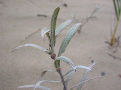 Salix candida